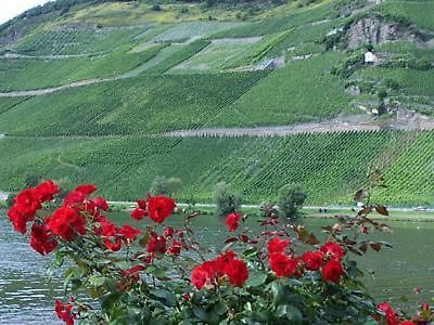 Bed and Breakfast Anneliese Schmitgen Bernkastel-Kues Exterior foto